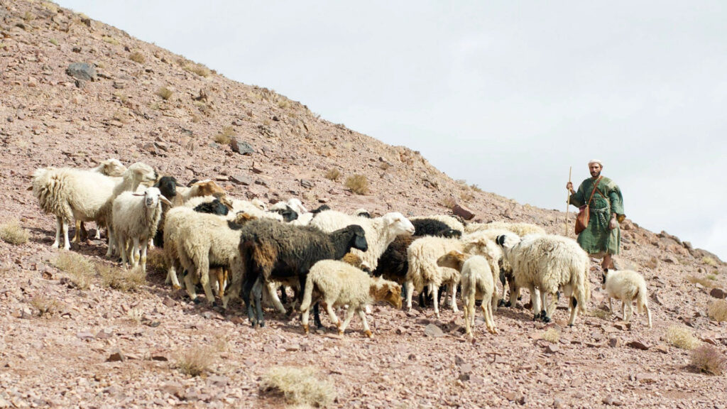 04_FB_Lost_Sheep_1920